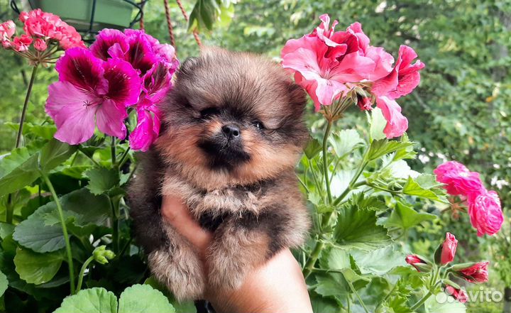 Померанский шпиц мини в типе мишка