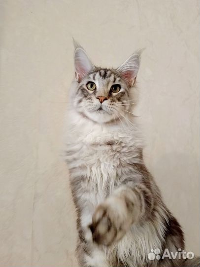 Котята мейн-кун