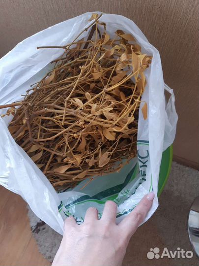 Трава омелы белой