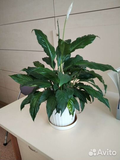 Комнатные цветы