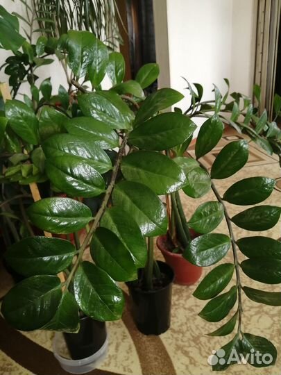 Комнатные растения цветы большие