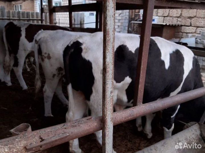 Бычки телята