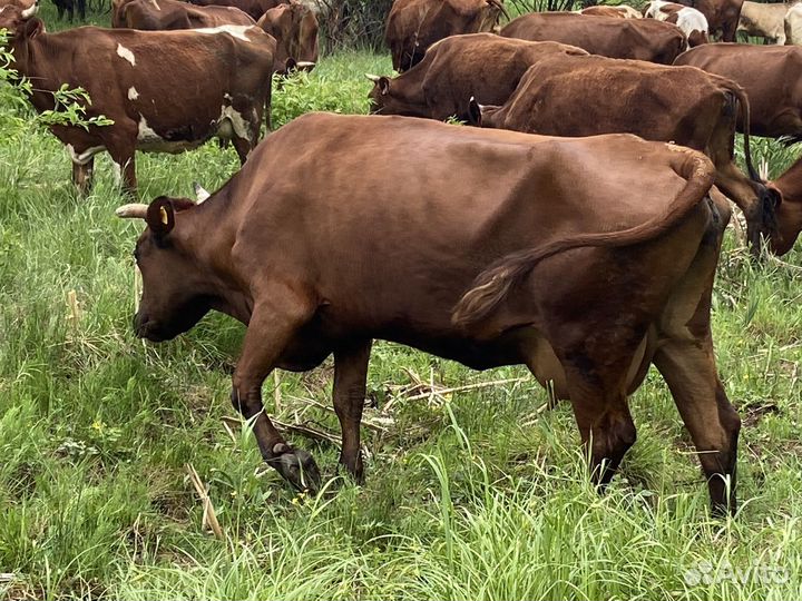 Коровы, нетели, телки, телята суксунской породы