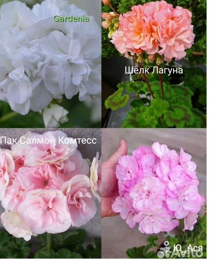 Пеларгония герань сортовая коллекционная