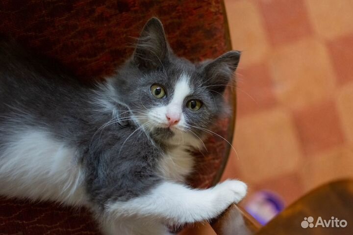 Котенок Зефир