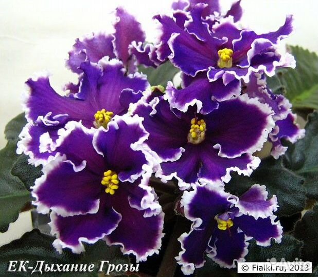 Детки сортовых фиалок