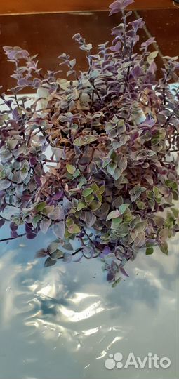 Комнатные растения цветы