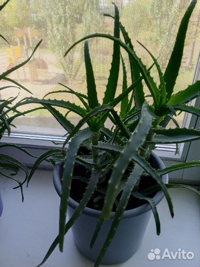 Алоэ лечебный