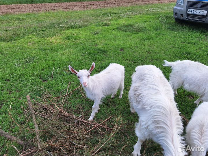Козы козлята