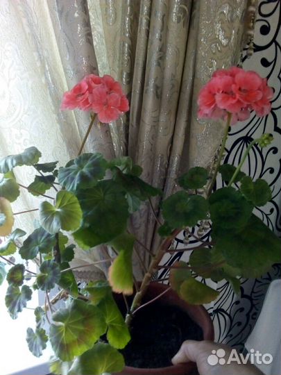 Комнатные цветы