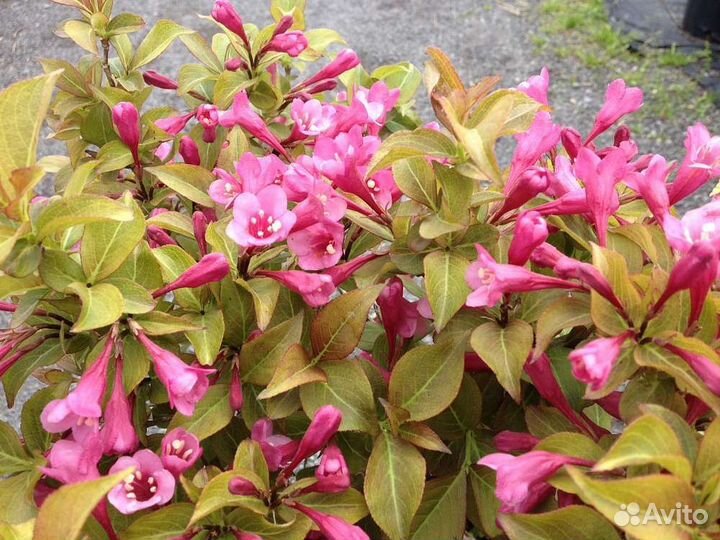 Вейгела Вингс оф фаер