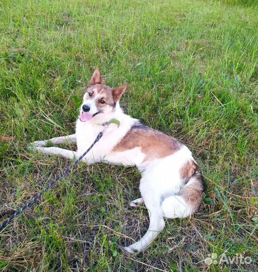 Собака метис лайки