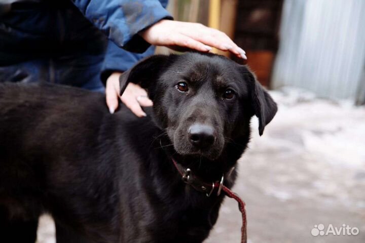 Пёс Лорд в добрые руки