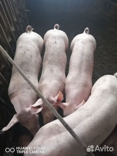 Свиноматки