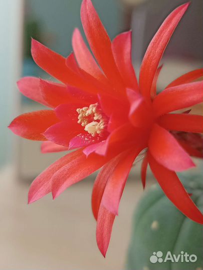 Кактусы. Семена