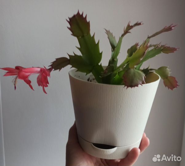 Декабрист шлюмбергера