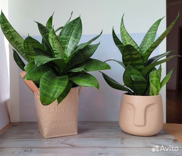 Сансевиерия ханни