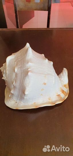 Ракушки большие и морская звезда