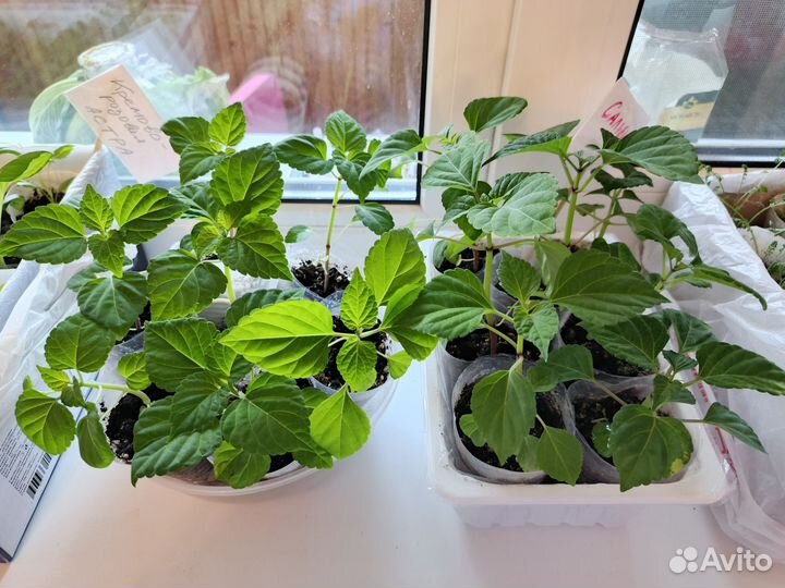 Рассада сальвии