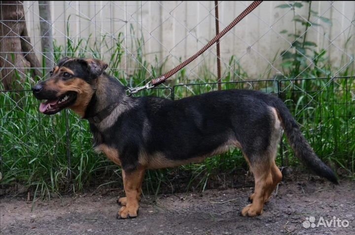 Короткалапик метис