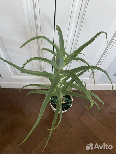 Алоэ лечебный