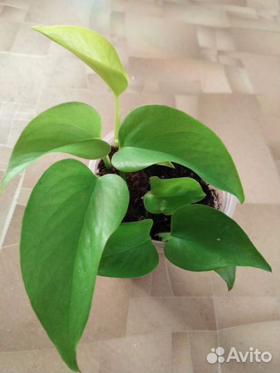 Эпипремнум Марбл Квин,Неон,Бразил, Плюмерия