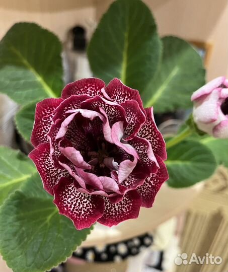 Глоксиния (лист срежу)