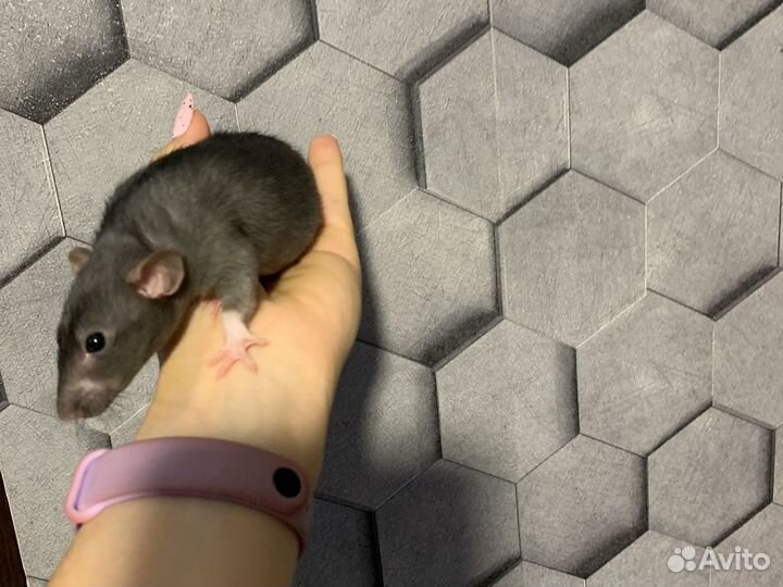 Декоративная крыса