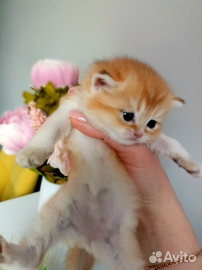 Британцы в роскошном золотом окрасе