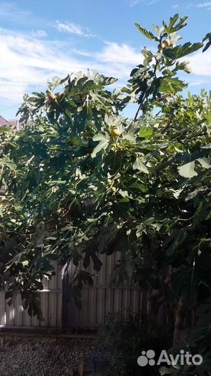 Варенье из инжира,из персика, из чернослива