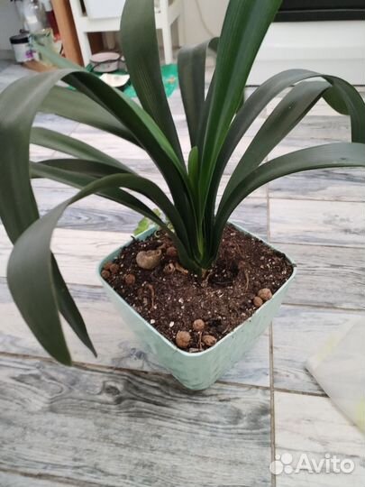 Комнатные цветы кливия