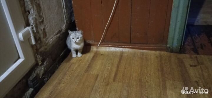 Кошки британцы прямоухие семья бесплатно