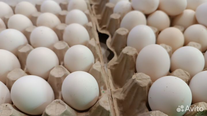 Инкубационное яйцо Леггорн далматинец