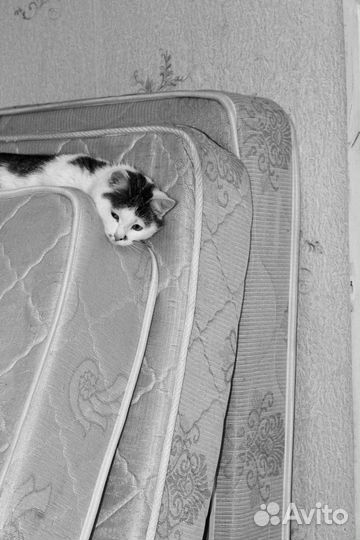 Кошечка в добрые руки