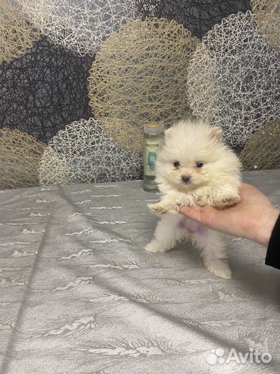 Щенки шпица