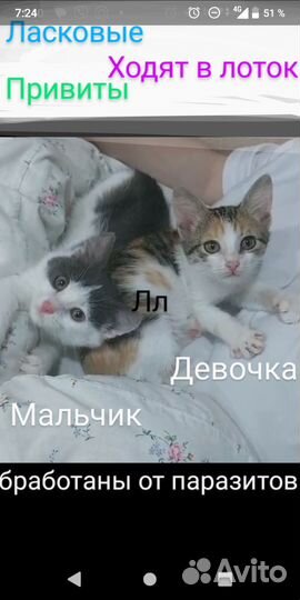 Котята милашки