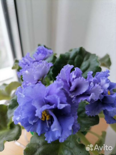 Фиалки сортовые