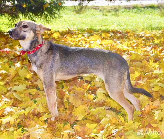 Собака в дар в добрые руки