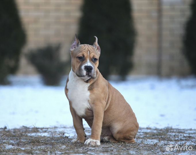 Тяжелый парень амстафф 2,5 мес