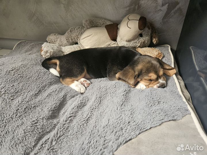 Щенки бигль девочка