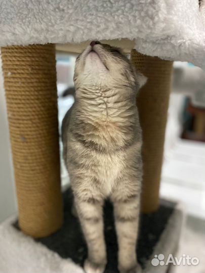 Найдена кошка