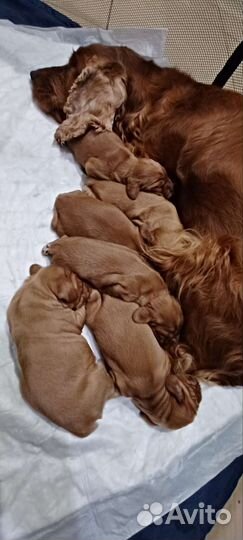 Английский кокер спаниель