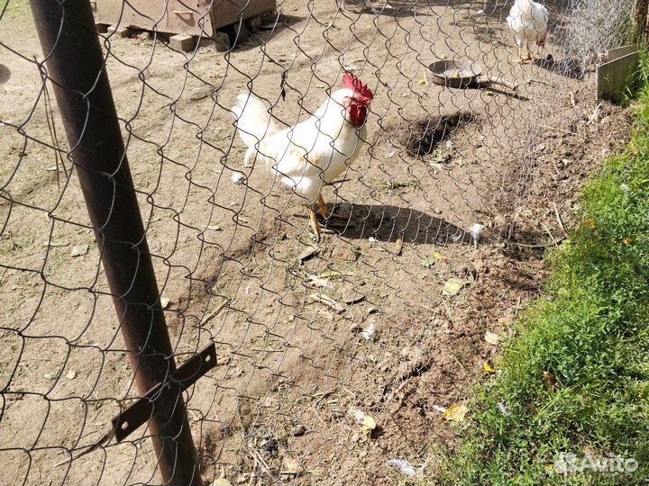 Молодые петухи