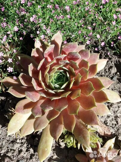 Молодило каменная роза 20 сортовг