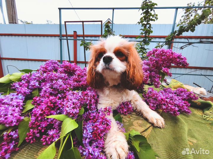 Дрессировка собак с кинологом, групповые занятия