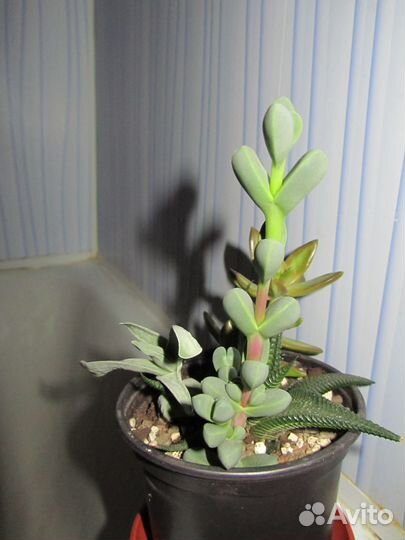 Delosperma lehmannii (делосперма лахмани)