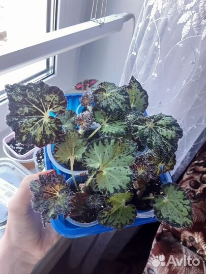 Бегония Паломар принц