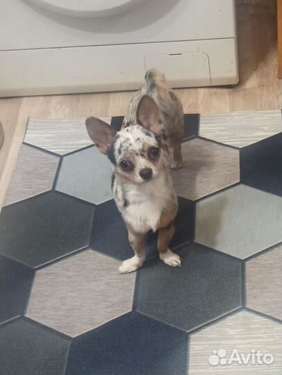 Чихуахуа мини 6 т