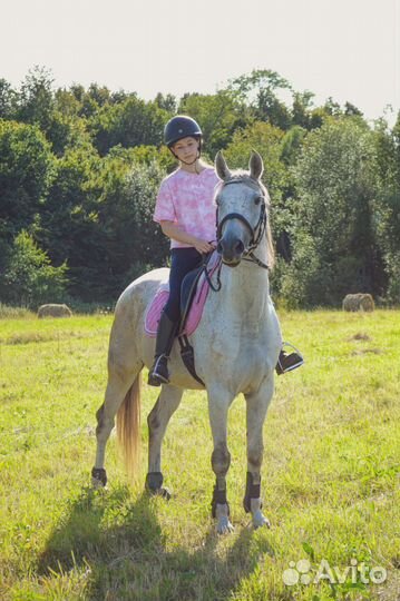 Конный спорт обучение