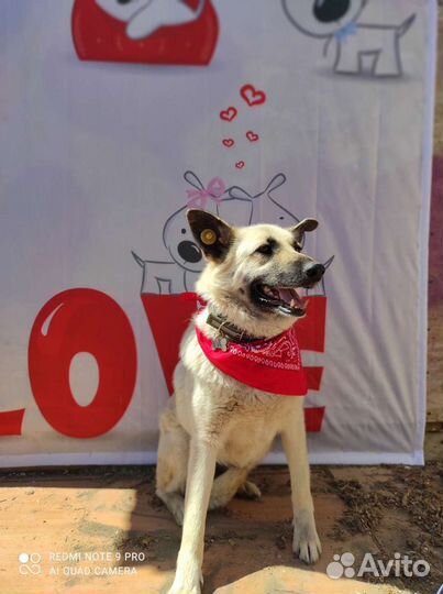 Рыжуня красотуня солнышко